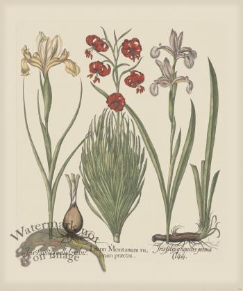 Besler 185 Colored  B2